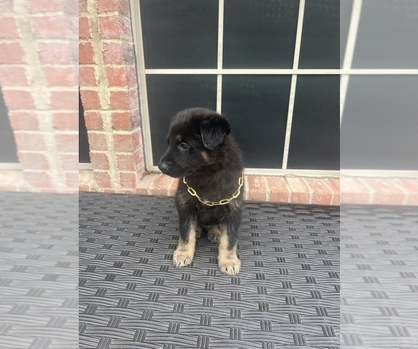 Medium Photo #4 German Shepherd Dog Puppy For Sale in LANCASTER, TX, USA