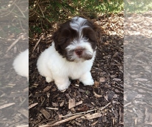 Havanese Puppy for sale in ADA, MI, USA