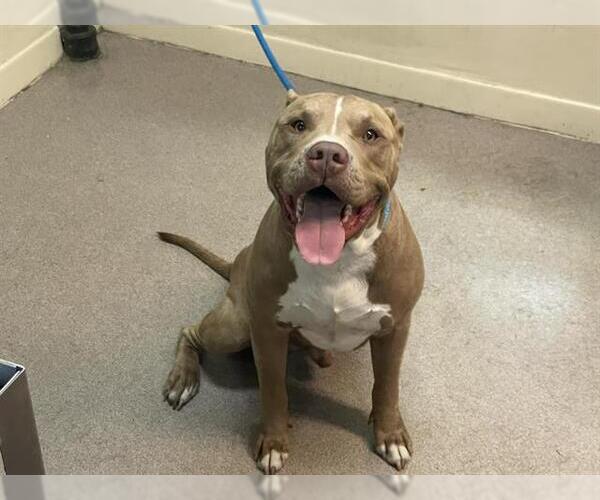 Medium Photo #1 American Pit Bull Terrier Puppy For Sale in Pasadena, CA, USA