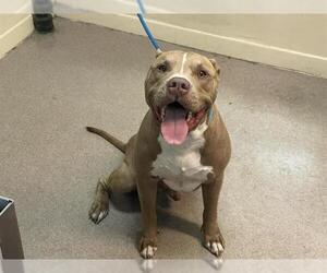 Medium American Pit Bull Terrier