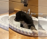 Small Photo #13 Australian Shepherd Puppy For Sale in MILLBORO, VA, USA