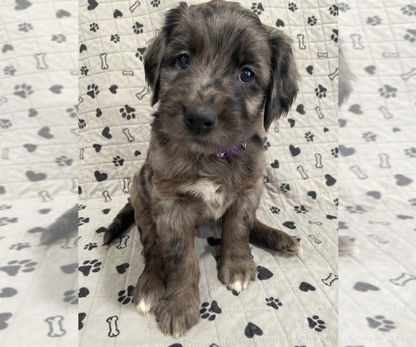 Medium Photo #1 Goldendoodle Puppy For Sale in CENTURIA, WI, USA