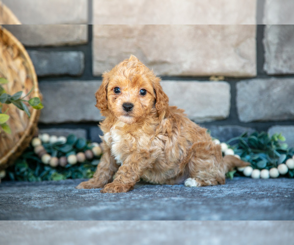 Medium Photo #19 Poovanese Puppy For Sale in SUGARCREEK, OH, USA