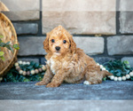 Small Photo #19 Poovanese Puppy For Sale in SUGARCREEK, OH, USA