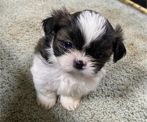 Shih Tzu Puppy for Sale in VENETA, Oregon USA