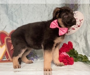 German Shepherd Dog Puppy for sale in LANCASTER, PA, USA