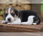 Small Photo #9 Beagle Puppy For Sale in BERNVILLE, PA, USA