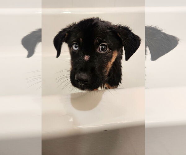 Medium Photo #3 Rottweiler-Unknown Mix Puppy For Sale in Houston, TX, USA