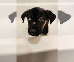 Small #2 Rottweiler Mix