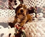 Small Photo #3 Dorgi Puppy For Sale in HURST, IL, USA