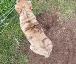 Small Photo #4 Border Collie-Bullmastiff Mix Puppy For Sale in GRANTSBURG, WI, USA