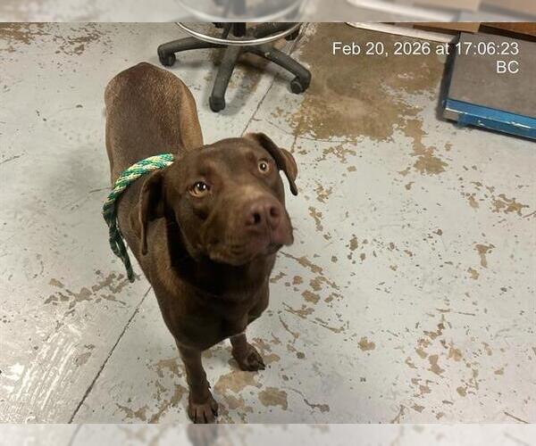 Medium Photo #1 Labrador Retriever-Unknown Mix Puppy For Sale in Ocala, FL, USA
