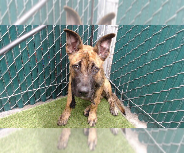 Medium Photo #1 German Shepherd Dog-Unknown Mix Puppy For Sale in Downey, CA, USA