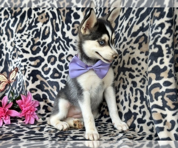 Medium Photo #4 Pomsky Puppy For Sale in LANCASTER, PA, USA