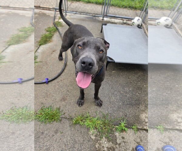 Medium Photo #5 Great Dane-Weimaraner Mix Puppy For Sale in Rockaway, NJ, USA