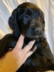 Small Photo #6 Goldendoodle Puppy For Sale in MORGANTOWN, IN, USA