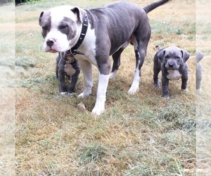 Father of the American Bully puppies born on 10/19/2021