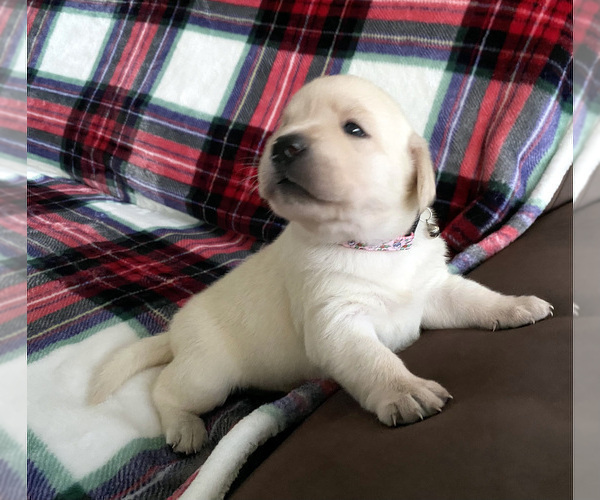 Medium Photo #13 Labrador Retriever Puppy For Sale in PALM COAST, FL, USA