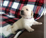Small Photo #13 Labrador Retriever Puppy For Sale in PALM COAST, FL, USA