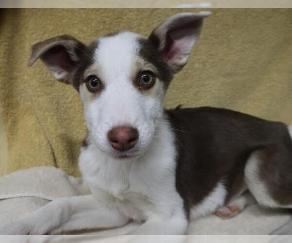 Medium Photo #1 Mutt Puppy For Sale in Thief River Falls, MN, USA