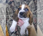 Small Photo #10 Basset Hound Puppy For Sale in PETERSBURG, IN, USA