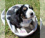 Puppy Ava Australian Shepherd