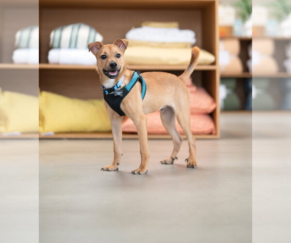 Medium Photo #4 Chihuahua Puppy For Sale in Marina Del Rey, CA, USA