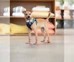 Small #3 Chihuahua