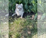 Small Photo #5 Pomeranian Puppy For Sale in CANOGA, NY, USA