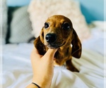 Small Photo #18 Dachshund Puppy For Sale in COOKEVILLE, TN, USA