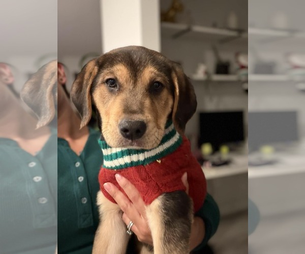 Medium Photo #4 Labbe Puppy For Sale in Holly Springs, NC, USA