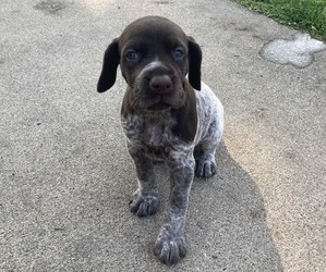 German Shorthaired Pointer Puppy for sale in PLEASANTVILLE, IA, USA