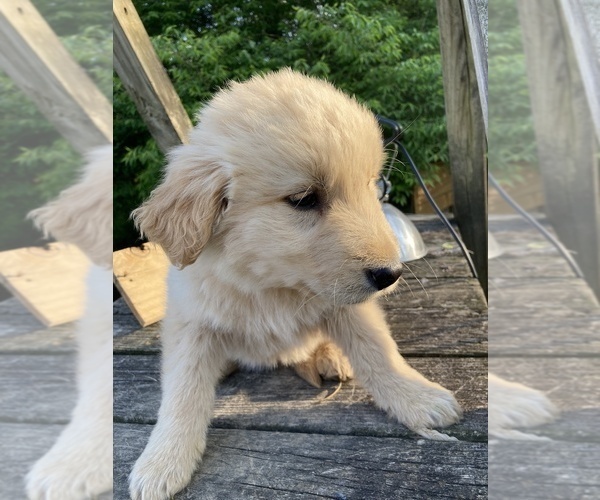 Medium Photo #8 Golden Shepherd Puppy For Sale in WEST ALEXANDRIA, OH, USA