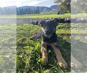 German Shepherd Dog Puppy for sale in VACAVILLE, CA, USA