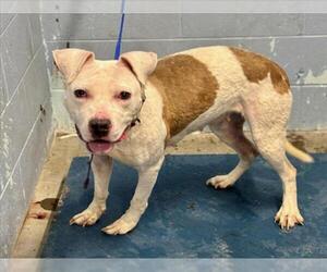Mutt Dogs for adoption in Woodland, CA, USA