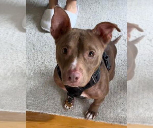 Medium Photo #3 Mutt Puppy For Sale in New York, NY, USA