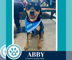Abby (Mom to the Brindle Boos) 110423 - Female Labrador Retriever-Unknown Mix Dog for Adoption - Photo #7