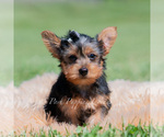 Small Photo #4 Yorkshire Terrier Puppy For Sale in WARSAW, IN, USA