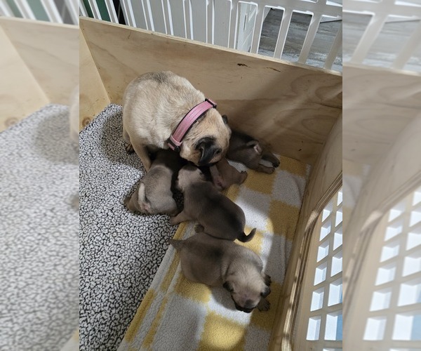 Medium Photo #1 Pug Puppy For Sale in GLENCOE, KY, USA