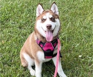 Mother of the Siberian Husky puppies born on 12/05/2022