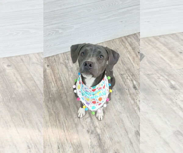 Medium Photo #2  Puppy For Sale in , 