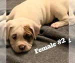 Small Photo #6 Olde English Bulldogge Puppy For Sale in ROCHESTER, NY, USA