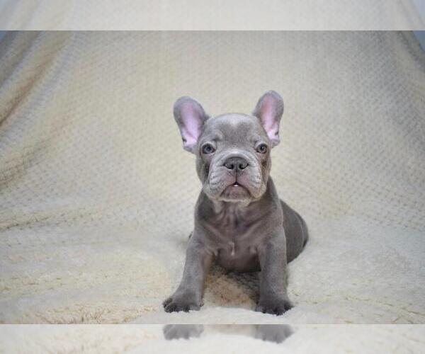 Medium Photo #2 French Bulldog Puppy For Sale in HOUSTON, TX, USA