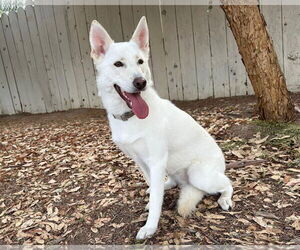 German Shepherd Dog Dogs for adoption in San Diego, CA, USA