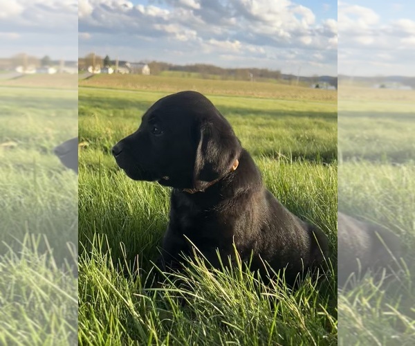 Medium Photo #7 Labrador Retriever Puppy For Sale in FREDERICKSBG, OH, USA