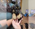 Small Photo #6 German Shepherd Dog Puppy For Sale in LYNCH STATION, VA, USA
