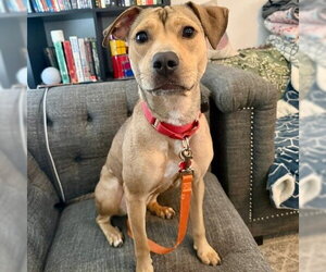 Carolina - Female Mutt Dog for Adoption - Photo #11