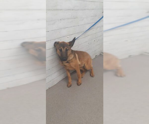 Medium Photo #2 German Shepherd Dog-Unknown Mix Puppy For Sale in San Bernardino, CA, USA