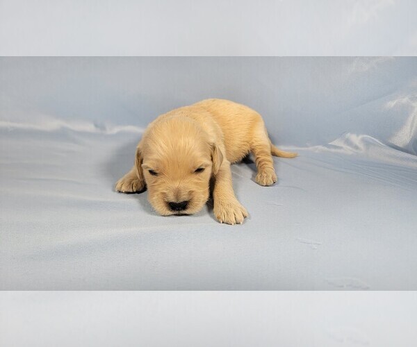 Medium Photo #1 Golden Retriever Puppy For Sale in BLACK FOREST, CO, USA