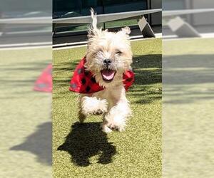 Mutt Dogs for adoption in San Martin, CA, USA